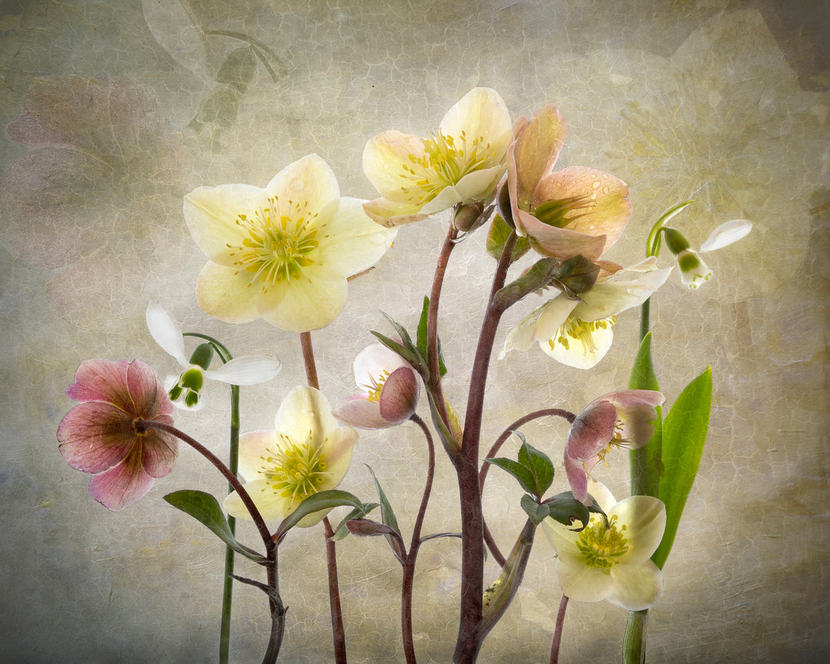 Hellebore Garden Poster och Canvastavla