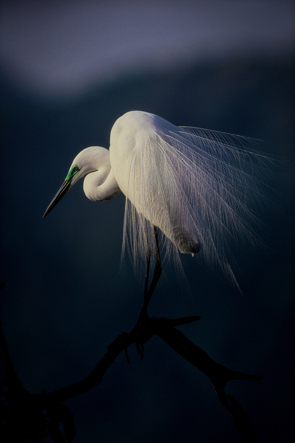 Beautiful ornament feathers Poster och Canvastavla