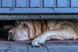 Street watcher Poster och Canvastavla