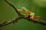 Splendid leaf frog Poster och Canvastavla
