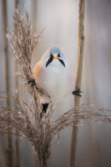 Backlit bearded reedling at sunset Poster och Canvastavla