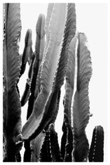 BOHO Cactus Poster och Canvastavla
