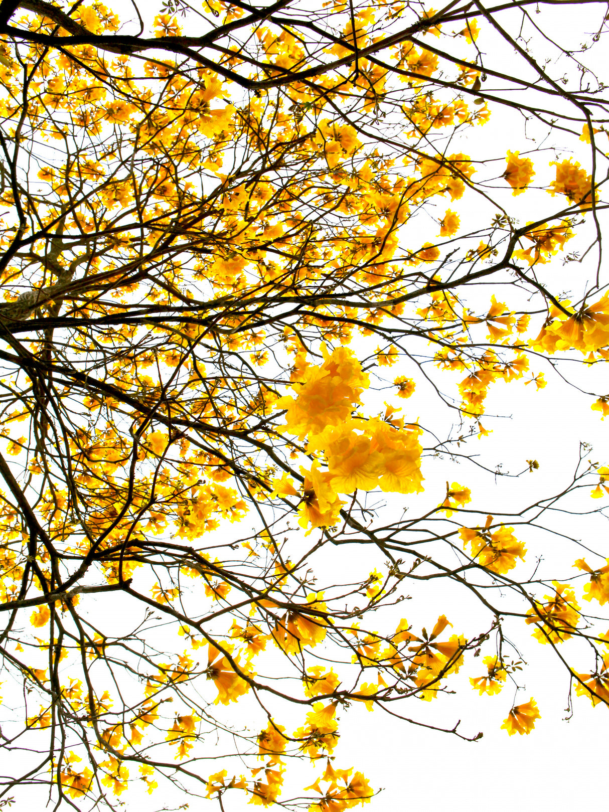 Summer Poster och Canvastavla