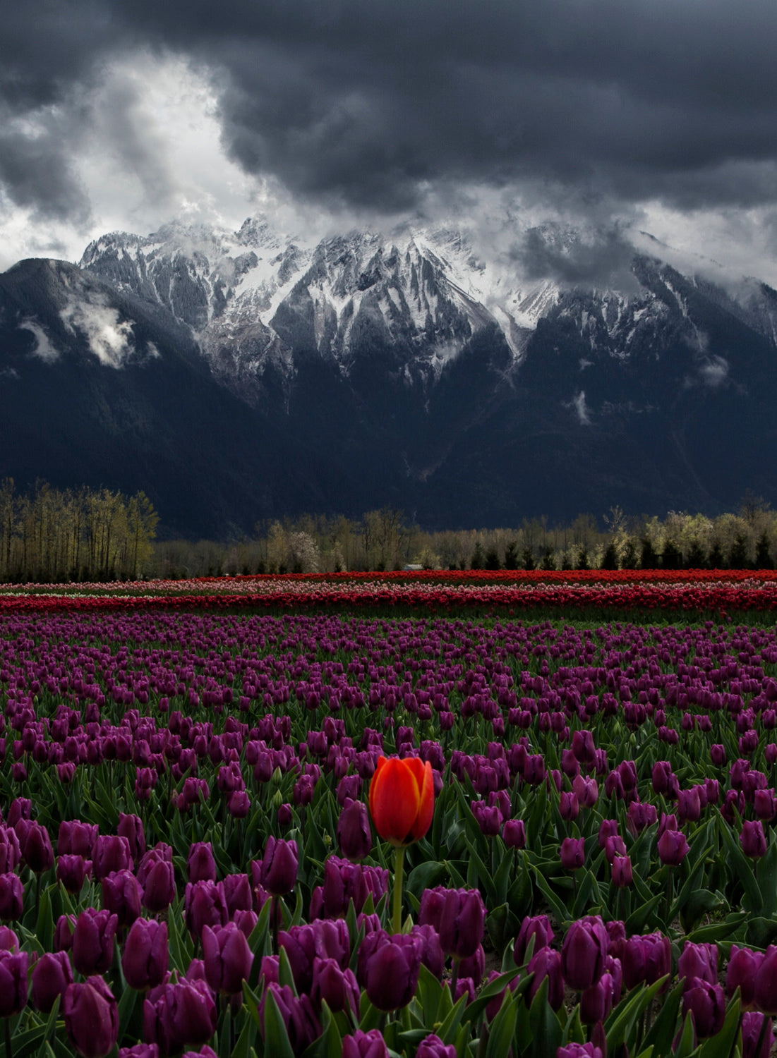 Tulip in Vancouver, Canada Poster och Canvastavla