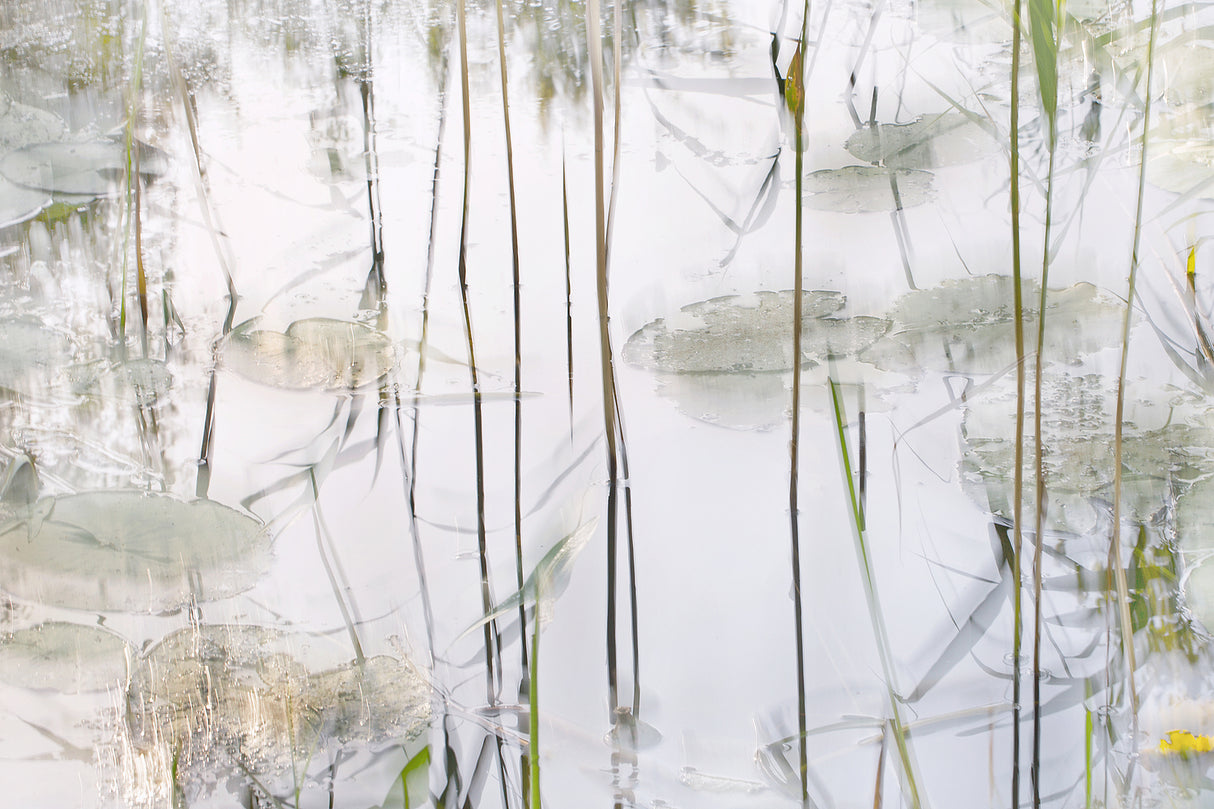 Lily leaves Poster och Canvastavla