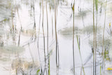 Lily leaves Poster och Canvastavla
