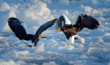 Stellar  sea  Eagle Poster och Canvastavla