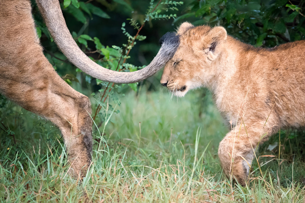 Mum's tail Poster och Canvastavla