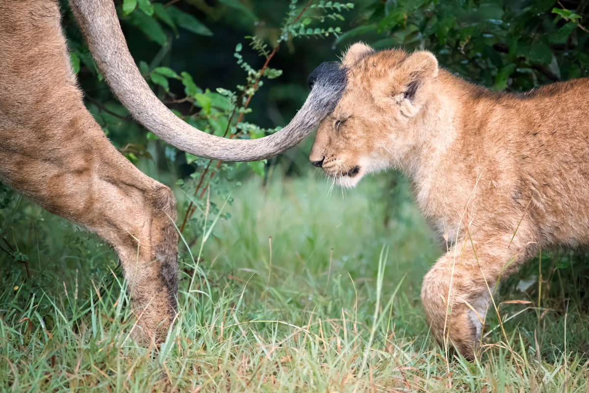 Mum's tail Poster och Canvastavla