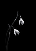 Snowdrops Poster och Canvastavla