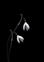 Snowdrops Poster och Canvastavla