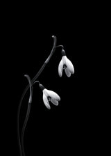 Snowdrops Poster och Canvastavla