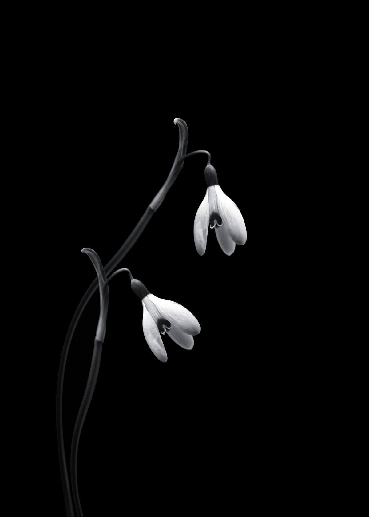 Snowdrops Poster och Canvastavla