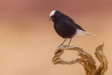 White-crowned wheatear Poster och Canvastavla