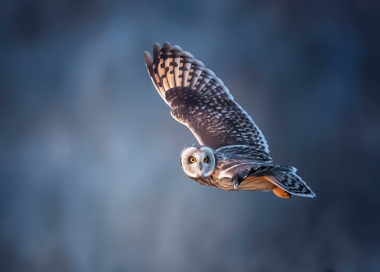 Short-eared Owl Poster och Canvastavla