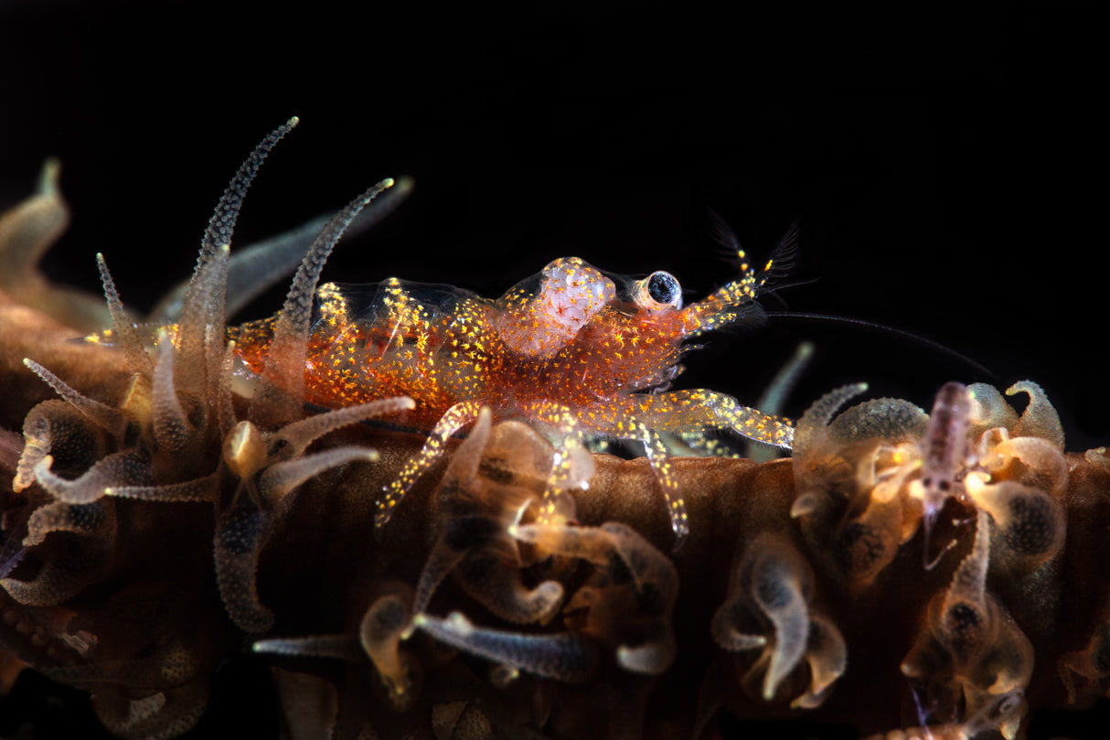 Zanzibar whip coral shrimp Poster och Canvastavla
