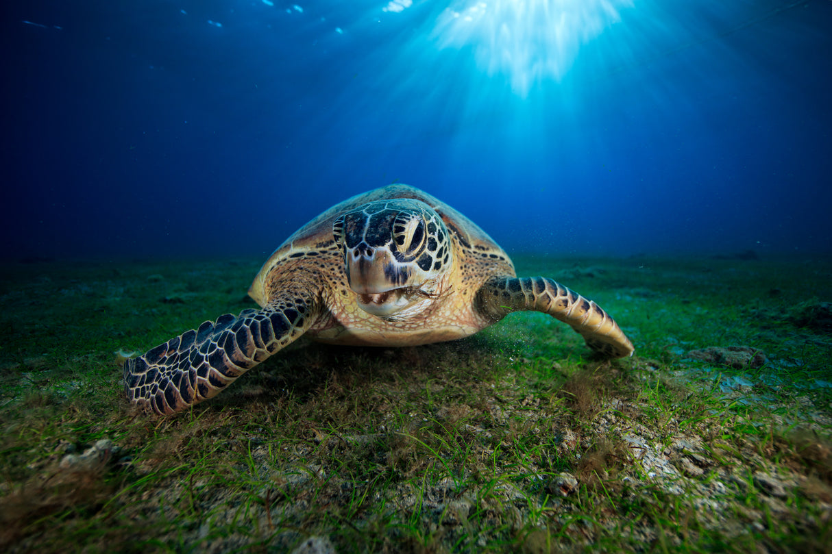 Green turtle Poster och Canvastavla