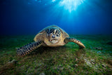 Green turtle Poster och Canvastavla