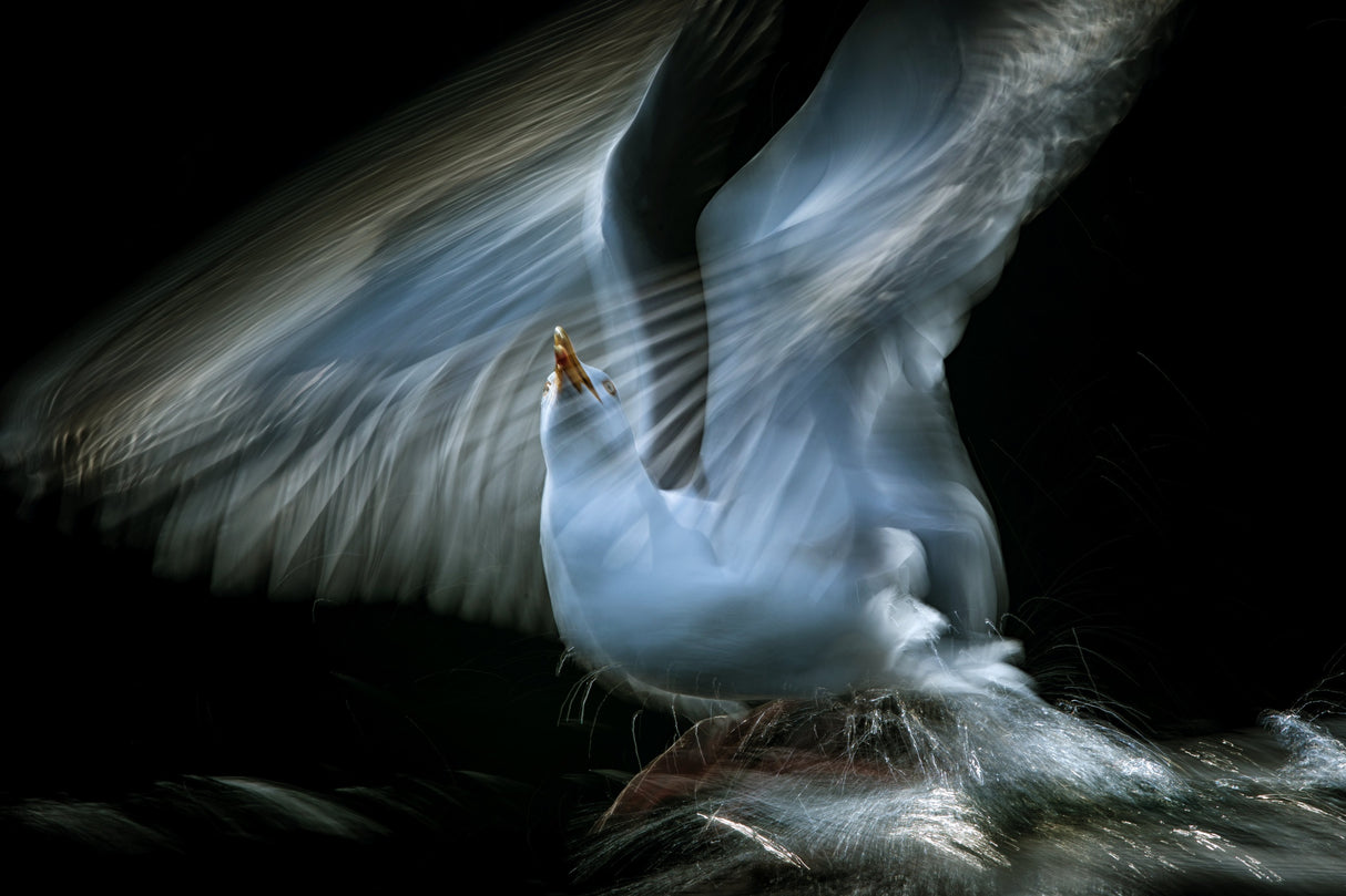The Seagull Poster och Canvastavla