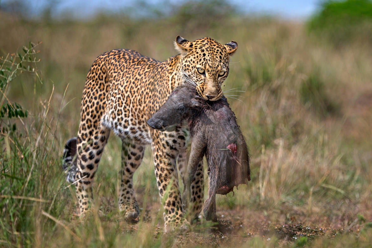 Leopard with prey Poster och Canvastavla