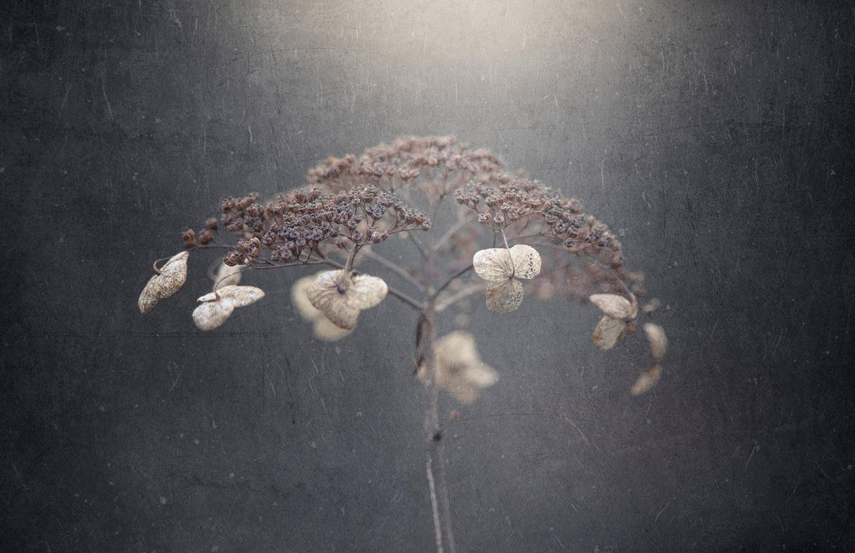 Withe hydrangea Poster och Canvastavla