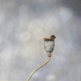 Poppy pod &amp; ladybird Poster och Canvastavla