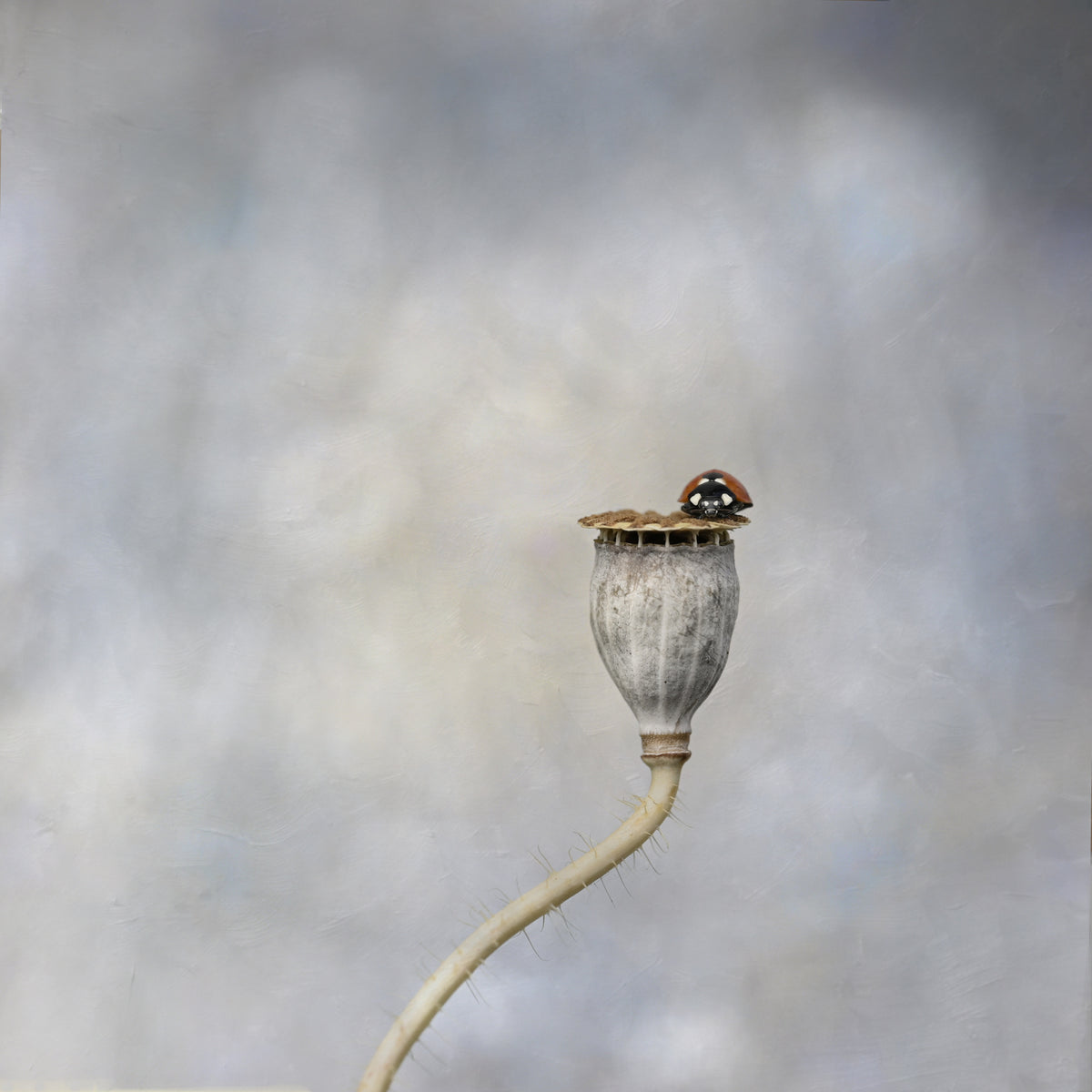 Poppy pod &amp; ladybird Poster och Canvastavla