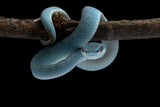 Deadly blue Poster och Canvastavla
