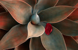 Red Leaf Down Poster och Canvastavla