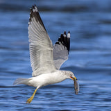 Ring billed gull Poster och Canvastavla