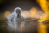 Black swan Poster och Canvastavla