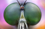 Amazing eyes Poster och Canvastavla