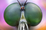 Amazing eyes Poster och Canvastavla