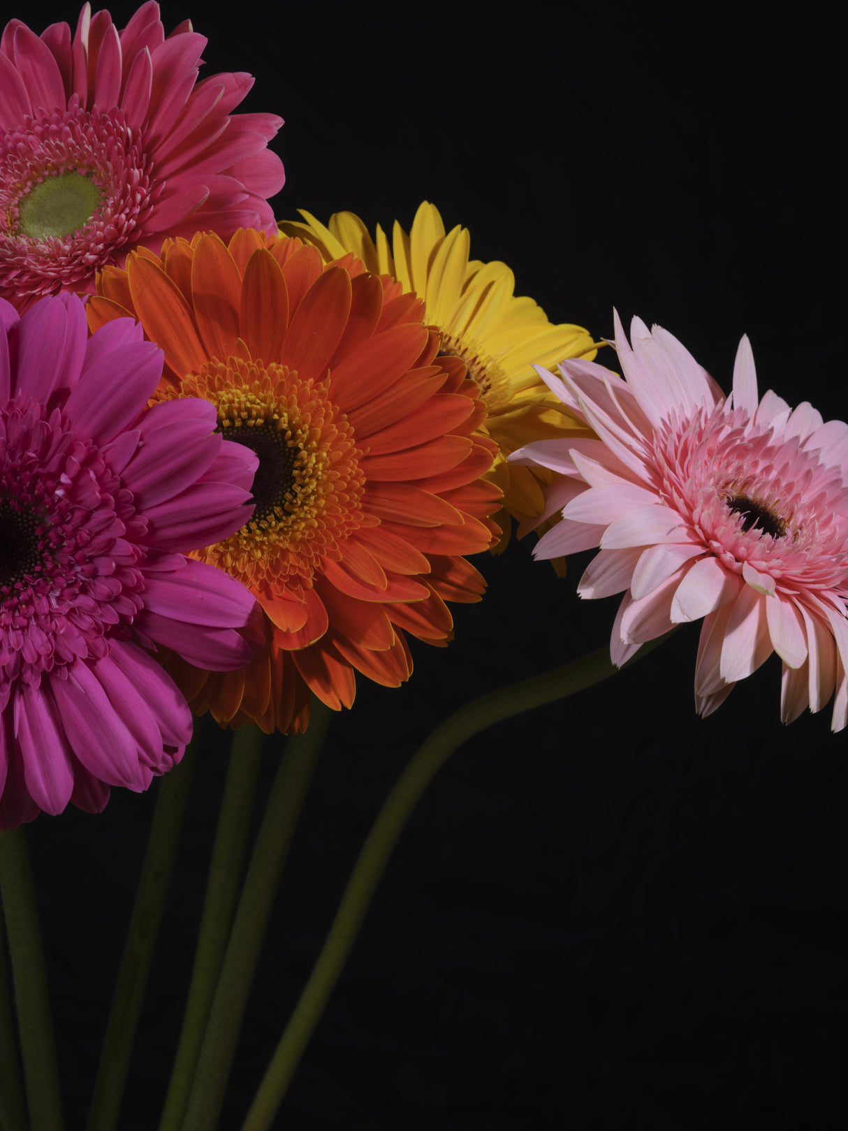 multicolored Gerbera flowers Poster och Canvastavla