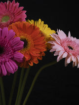 multicolored Gerbera flowers Poster och Canvastavla