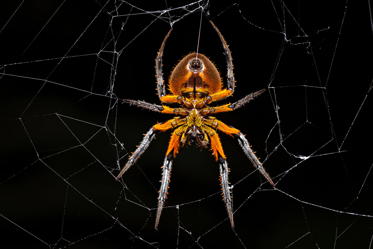 Tropical orb weaver Poster och Canvastavla