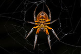 Tropical orb weaver Poster och Canvastavla