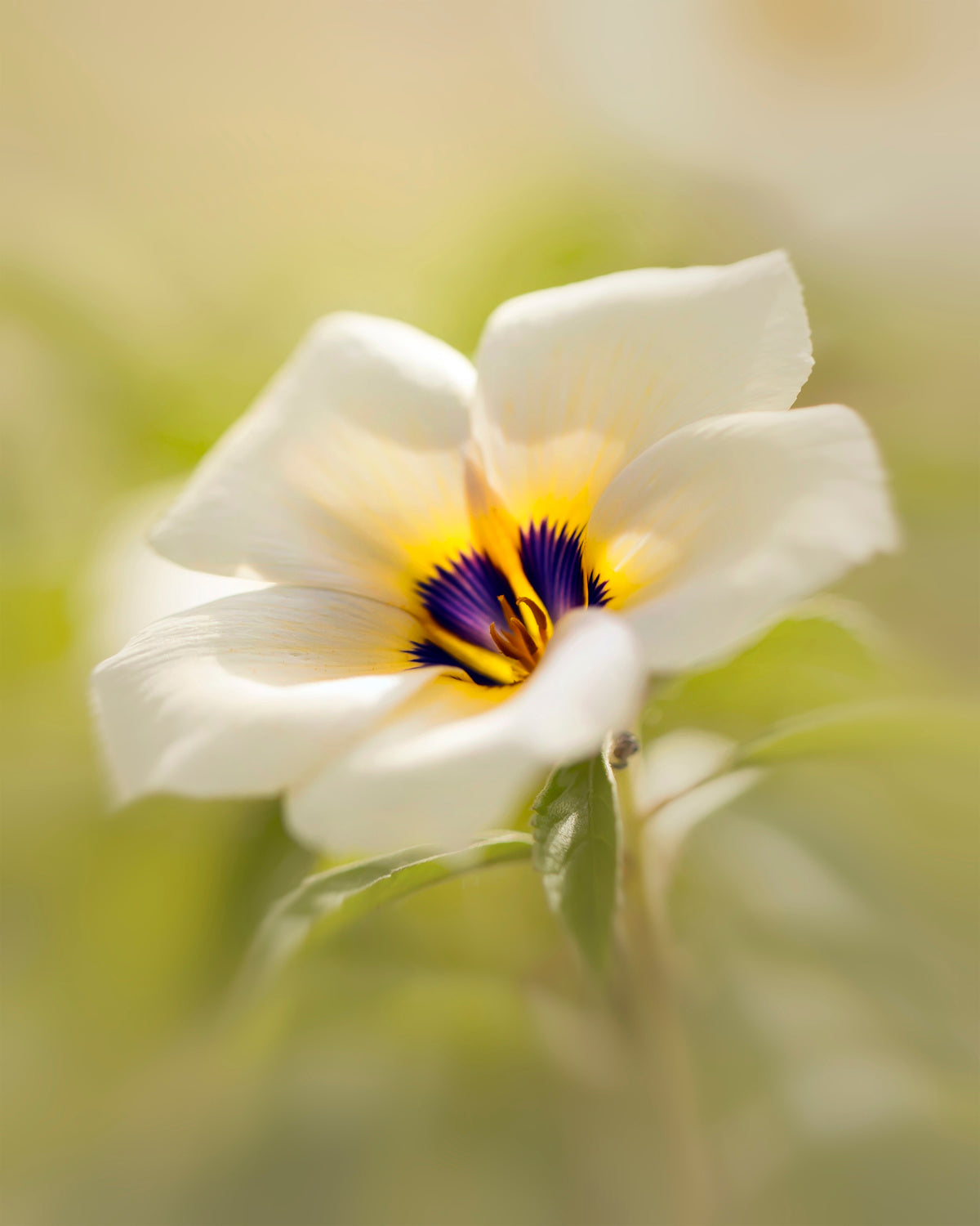 Blossoming Beauty Poster och Canvastavla