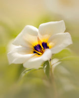 Blossoming Beauty Poster och Canvastavla