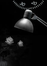 white roses Poster och Canvastavla