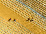 Rice lines Poster och Canvastavla