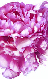 Pink Peony Poster och Canvastavla
