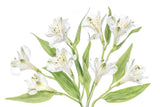 Alstroemeria Poster och Canvastavla