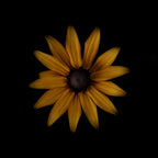 Rudbeckia Poster och Canvastavla