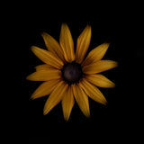 Rudbeckia Poster och Canvastavla