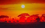 Amboseli sunrise Poster och Canvastavla