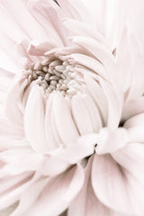 Chrysanthemum No 05 Poster och Canvastavla