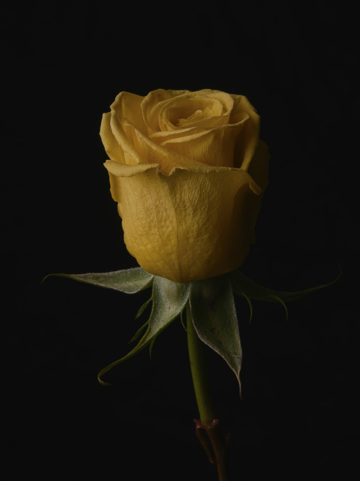 yellow rose Poster och Canvastavla