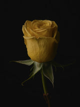 yellow rose Poster och Canvastavla