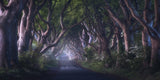 The Dark Hedges Poster och Canvastavla